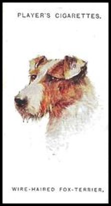 42 Wire Haired Fox Terrier